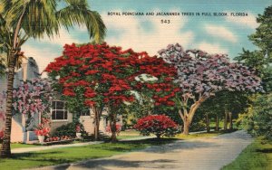 Vintage Postcard Royal Poinciana & Jacaranda Trees In Full Bloom Florida FL