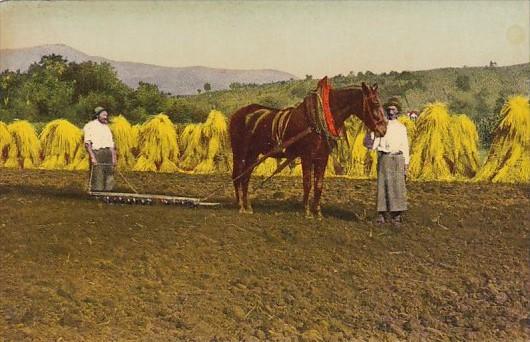 European Farmers In Hay Field With Horse and Plow