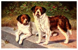 Dog ,   Saint Bernards