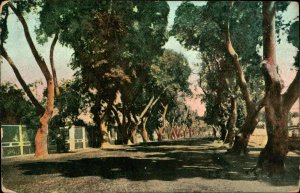 B577 Egypt Cairo Allée de Choubra (Shubra Avenue) vintage postcard