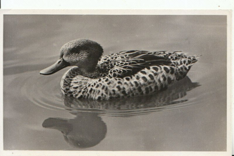 Animals Postcard - Birds - Drake Cape Teal From South Africa - RP - Ref 16353A