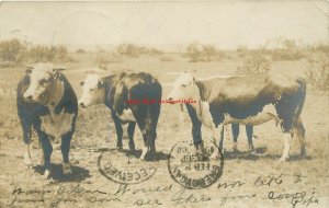 Cows, Bulls, RPPC