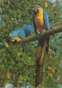 Animals Postcard - Birds - Blue and Gold Macaws, Jersey Wildlife Trust RR14000