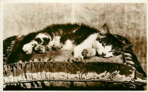 RPPC Valentine's Animal Series Birthday RP4 Sleepyhead Kitten on Satin Pillow