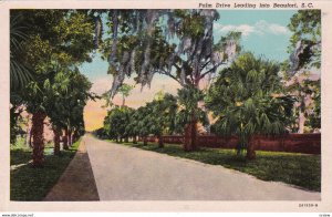 BEAUFORT , South Carolina , 1910s ; Palm Drive