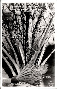 Frashers RPPC Female Date Blossom Pollenated by Hand Shields Date Gardens Indio