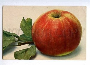 188128 Kaiser Alexander APPLE Vintage Photo Color postcard