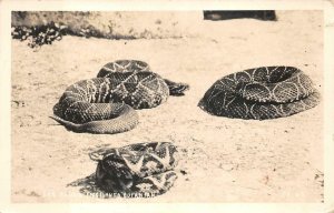 RPPC SAO PAULO BRAZIL SNAKES C33 ZEPPELIN STAMP REAL PHOTO POSTCARD 1941