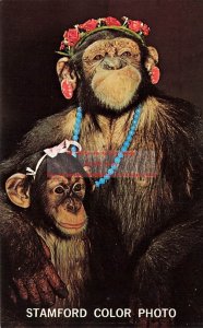 Stamford Color Photo, Chimpanzees, Stamford, Connecticut