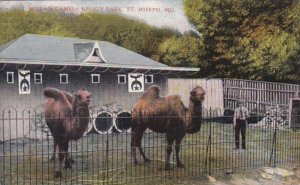 Missouri St Joseph Moila's Camels In Krug's Park