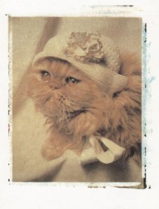 New Born Kitten In Wooly Hat Cat Fancy Dress Pocket Postcard