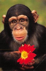 Chimpanzee Exotic Wildlife Monkey unused 