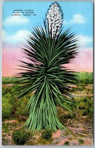 Laredo Texas 1940s Postcard Cactus Yucca Plant In Bloom