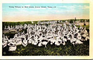 Texas Corpus Christi Young Pelicans On Bird Island