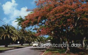 Royal Poinciana Tree - Misc, Florida FL  