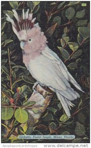 Florida Miami Cockatto Parrot Jungle