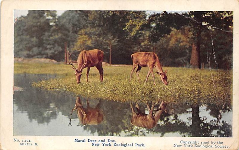 Maral Deer and Doe New York Zoological Park, USA Deer Unused 