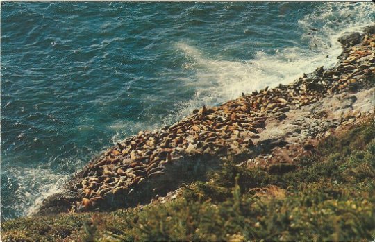 Vintage Postcard Oregon Coast - Sea Lions - Animals - H. A. Williams