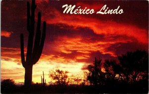 Mexico Lindo Sunrise Sunset Cactus VTG Postcard UNP Unused Vintage Petley 