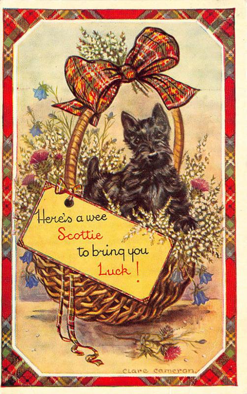 Scottie Terrier Dog Artist Clare Cameron Post Card