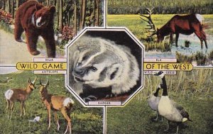 Wild Game Of The West Bear Elk Antelope Badger and Wild Geese