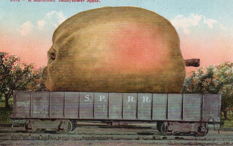 13068 Exaggeration: A Mammoth Belleflower Apple