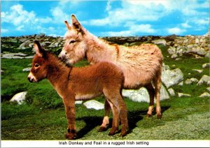 Ireland Irish Donkey and Foal In A Rugged Irish Setting