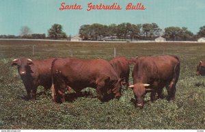 SANTA GERTRUDIS Bulls , King Ranch , Texas , 50-60s