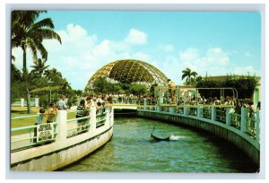 Vintage Seaquarium Miami Flordia Postcard P158E