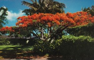 Hawaii The Flame Tree Royal Poinciana