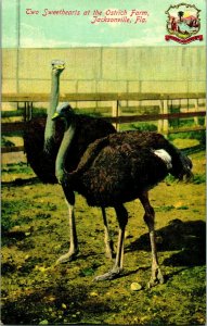 Vtg Postcard 1910s Jacksonville FL Florida Sweethearts At Ostrich Farm Unused