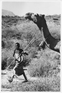 Rendille Girl Taming Angry Camel Large 9x7 Vintage Kena African Press Photo