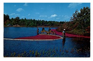 MA - Cape Cod. Harvesting Cranberries