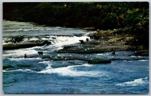 Kenai Peninsula Alaska 1960s Postcard Bears Playing