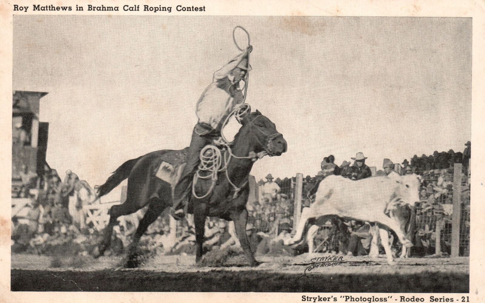 Vintage Postcard 1920's Roy Matthews in Brahma California CA Roping