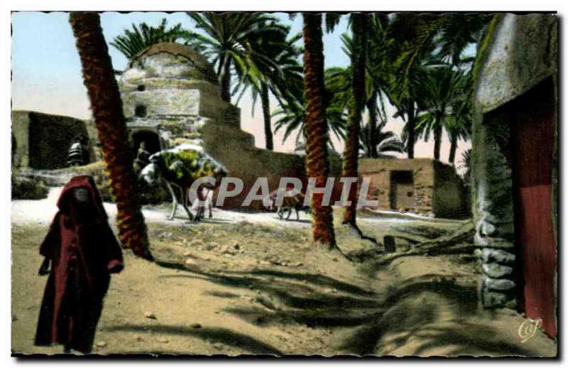 Old Postcard Scenes And Types In The Oasis Camel Camel