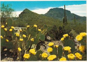 Arizona Organ Pipe Cactus National Monument Prickly Pear Cactus