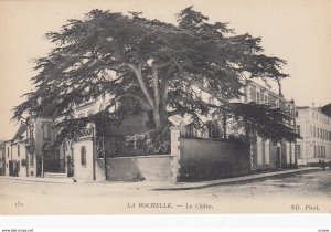 LA ROCHELLE, Charente Maritime, France, 1900-1910's; Le Cedre