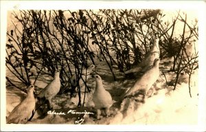 RPPC White Willow Ptarmigan Birds Alaska AK UNP 1920s Postcard D11