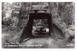 Chandelier Drive Thru Redwood Tree Underwood Park RPPC