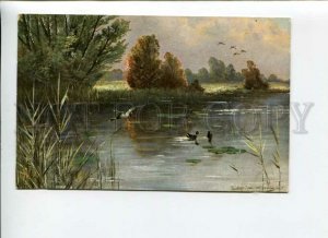 3170323 Bog HUNT Ducks by MULLER vintage Colorful PC