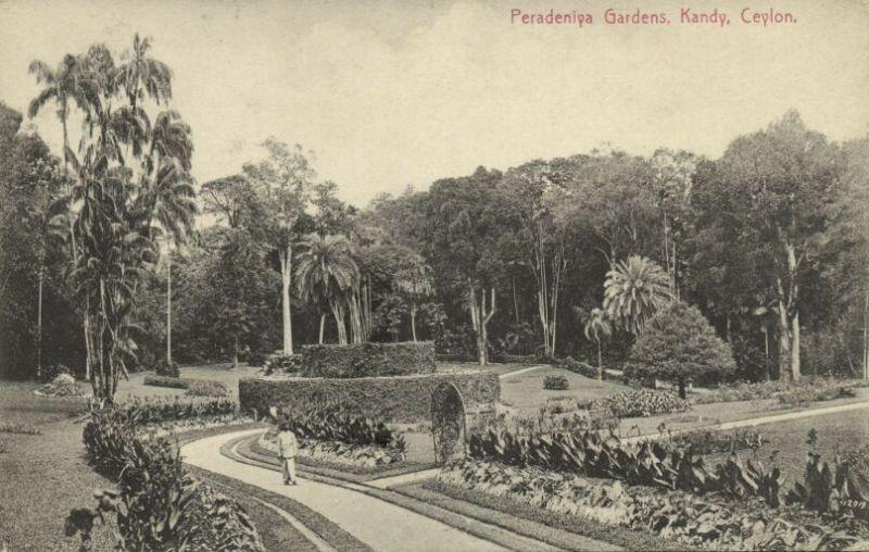 ceylon, KANDY, Peradeniya Gardens (1910s)