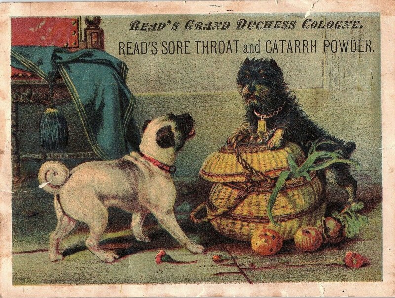 1880's Lovely Read's Sore Throat & Catarrh Powder Quack Dogs Trade Card &W