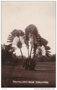 RP: Traveller's Palm , SINGAPORE , 00-10s