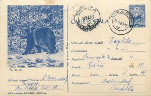 Romania postal stationery postcard bear cub