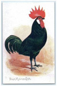 c1910's Black Minorca Cock Chicken Oilette Tuck's Unposted Antique Postcard