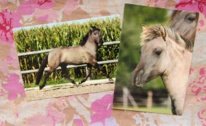 Konik Pony / Horse From Poland, Head Study, Trotting, Stallion, Foal, Colorful