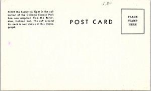 Postcard ZOO SCENE Chicago Illinois IL AI5421