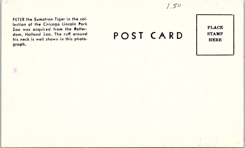 Postcard ZOO SCENE Chicago Illinois IL AI5421