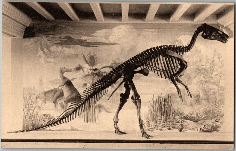 Trachodon Dinosaur Skeleton, Colorado Museum Natural History Denver Postcard D59